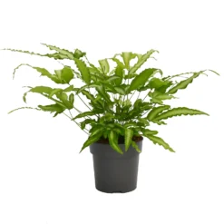 The Green Bulbs Sales -The Green Bulbs Sales 14219577 2815026268607096