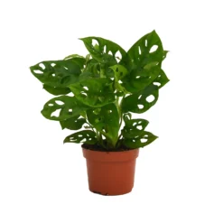 None Monstera Monkey Leaf (Swiss Cheese Plant) In 12cm Pot