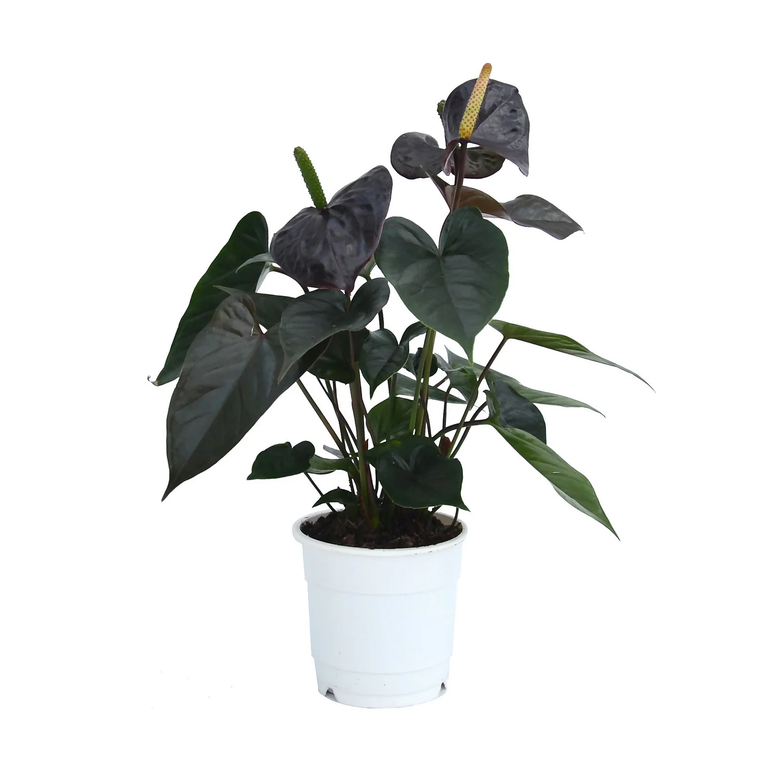 Anthurium - 12cm 5 Anthurium - 12cm - Image 5