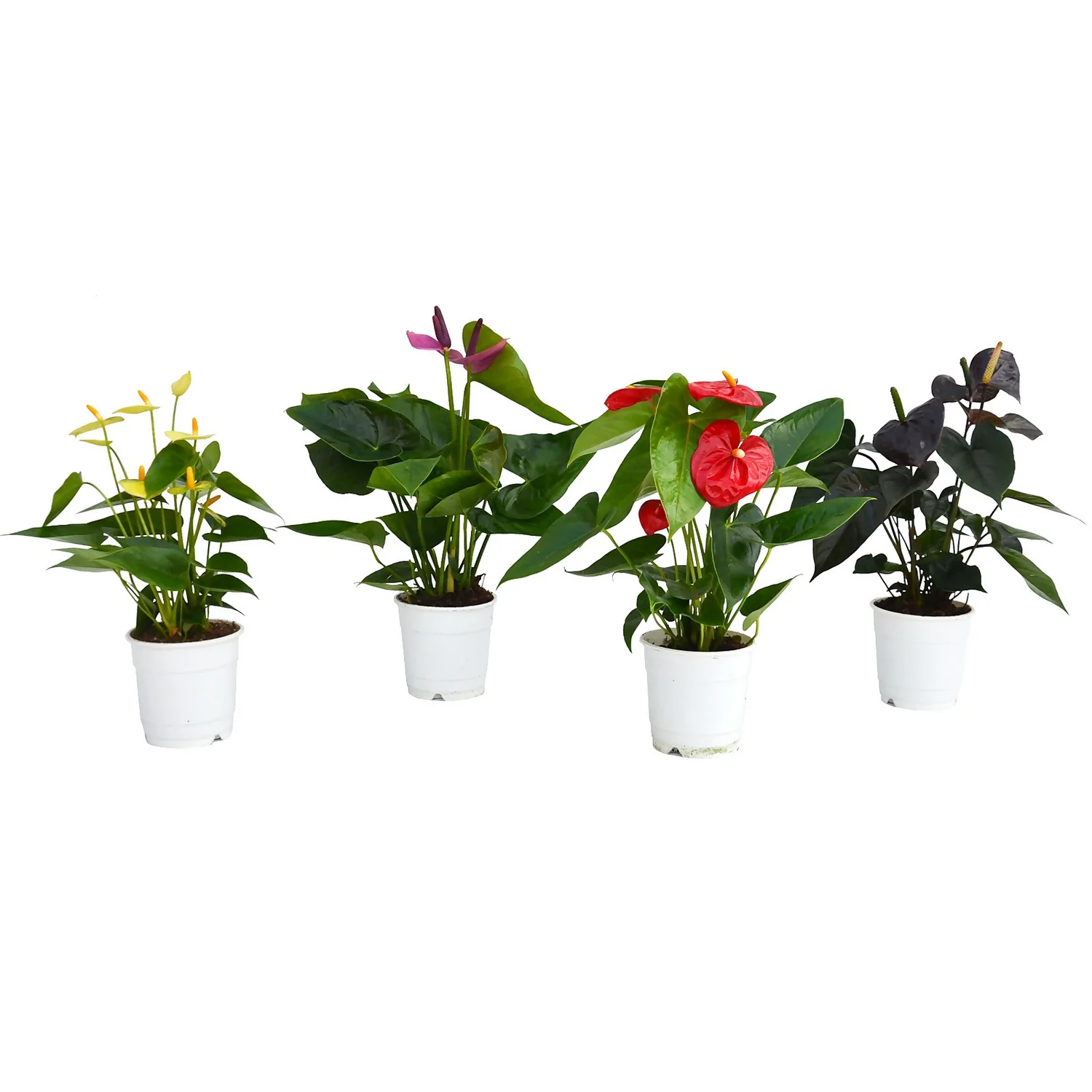 Anthurium - 12cm 1 Anthurium - 12cm