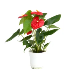 Anthurium - 12cm 8 Anthurium - 12cm -The Green Bulbs Sales 14219585 4995025775274904