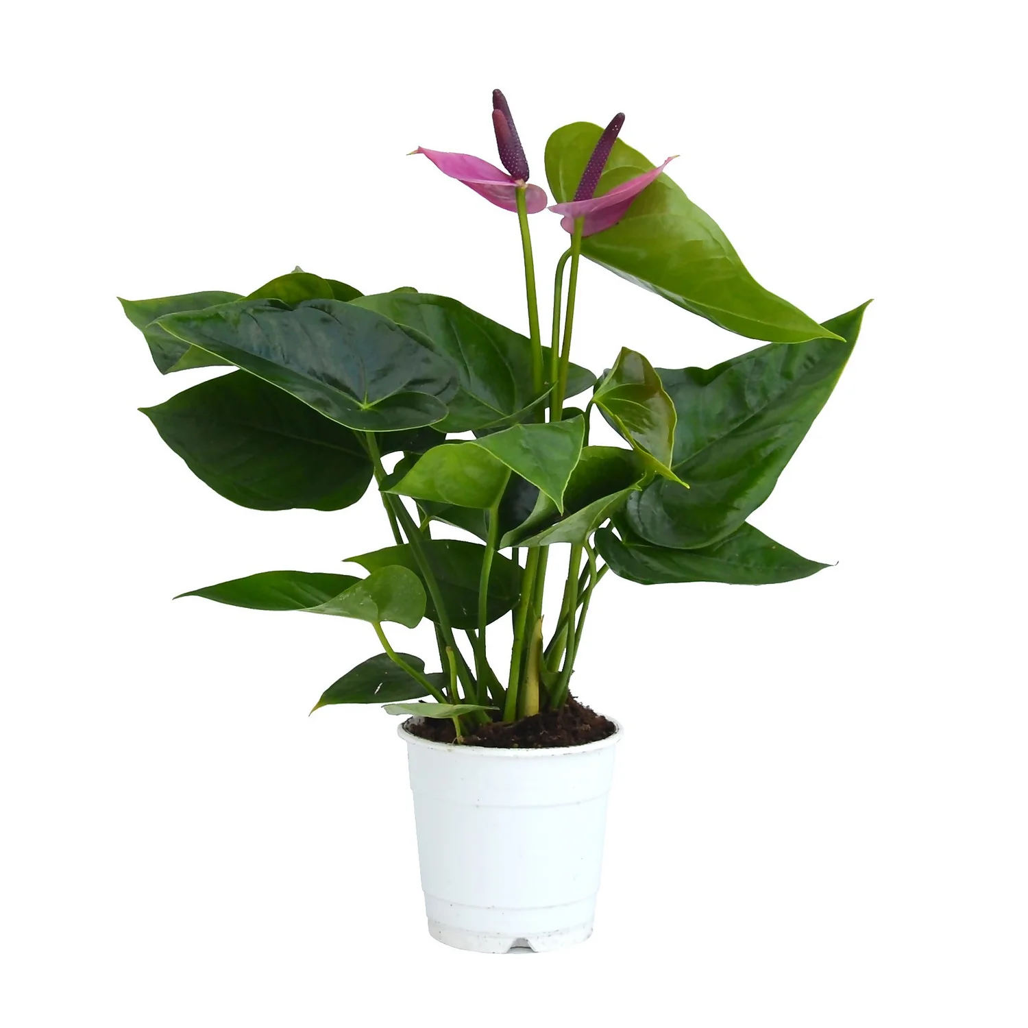 Anthurium - 12cm 2 Anthurium - 12cm - Image 2