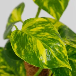 Scindapsus Moss Pole Scindapsus - 17cm -The Green Bulbs Sales 14237630 6645054817695868