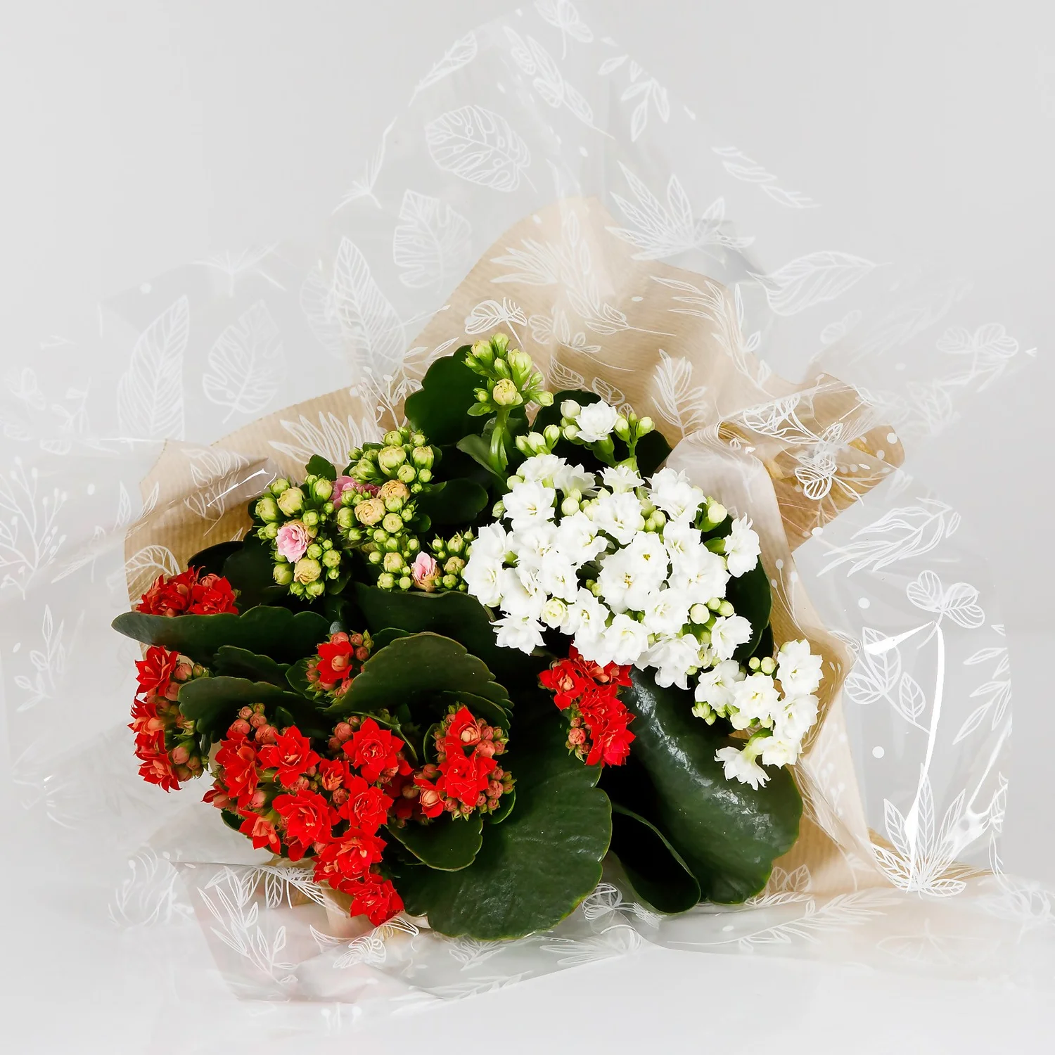 Gift Wrapped Kalanchoe - 12cm 5 Gift Wrapped Kalanchoe - 12cm - Image 5