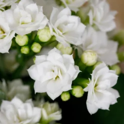 Gift Wrapped Kalanchoe - 12cm 8 Gift Wrapped Kalanchoe - 12cm -The Green Bulbs Sales 14237637 1655054817734493