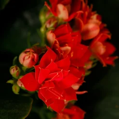 Gift Wrapped Kalanchoe - 12cm 7 Gift Wrapped Kalanchoe - 12cm -The Green Bulbs Sales 14237637 5045054817702570