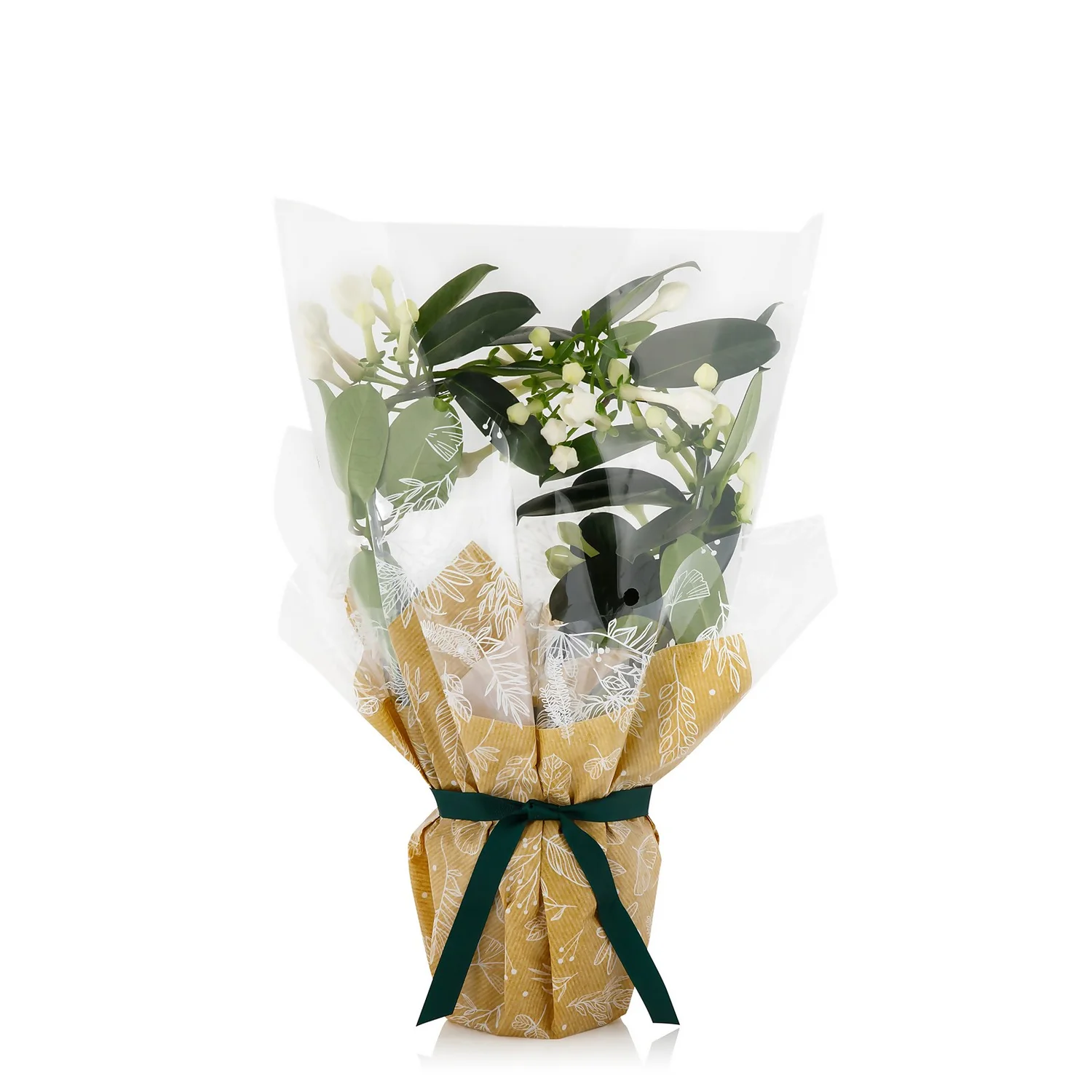 Gift Wrapped Stephanotis - 12cm 1 Gift Wrapped Stephanotis - 12cm