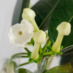 Gift Wrapped Stephanotis - 12cm 5 Gift Wrapped Stephanotis - 12cm -The Green Bulbs Sales 14237638 4385053511431830