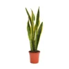 None Sansevieria Trifasciata Laurentii (Mother In Law's Tonque Or Snake Plant) In 19cm Pot