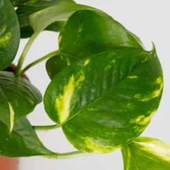 Scindapsus Trailing Mix - 13cm -The Green Bulbs Sales 14242804 1455054818385040