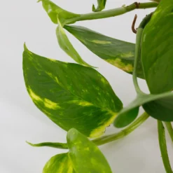 Scindapsus Trailing Mix - 13cm -The Green Bulbs Sales 14242804 5245054818349478