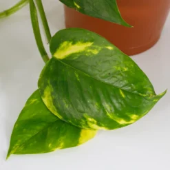 Scindapsus Trailing Mix - 13cm -The Green Bulbs Sales 14242804 6145054818308228