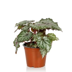 Begonia Beleaf - 13cm 9 Begonia Beleaf - 13cm -The Green Bulbs Sales 14265616 1115054817433557