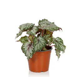 Begonia Beleaf - 13cm 8 Begonia Beleaf - 13cm -The Green Bulbs Sales 14265616 1335054817394683