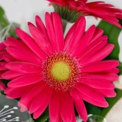 Gift Wrapped Gerbera - 12cm -The Green Bulbs Sales 14567807 2035056339843842