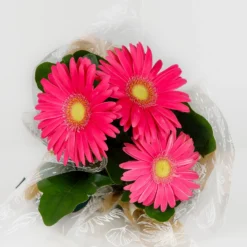Gift Wrapped Gerbera - 12cm -The Green Bulbs Sales 14567807 2055056339938993