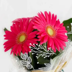 Gift Wrapped Gerbera - 12cm -The Green Bulbs Sales 14567807 8365056339892382