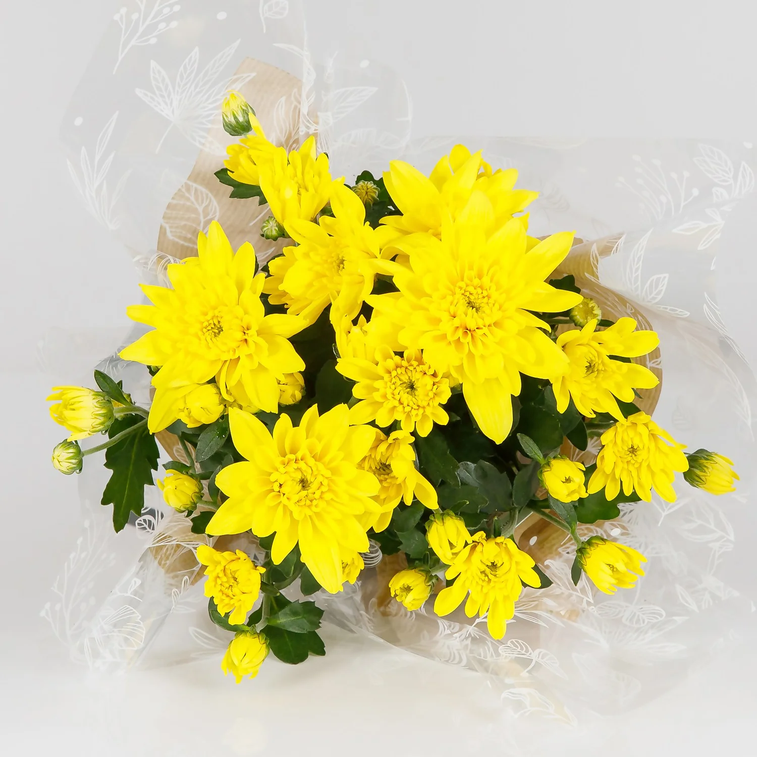 Gift Wrapped Chrysanthemum - 12cm 4 Gift Wrapped Chrysanthemum - 12cm - Image 4