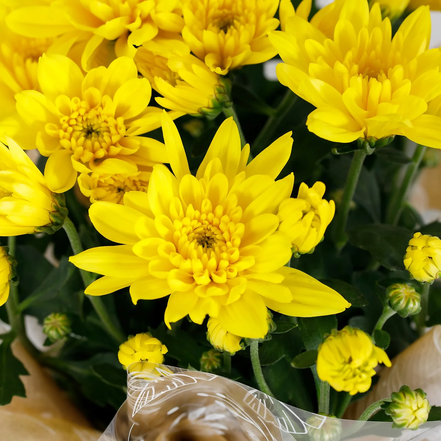 Gift Wrapped Chrysanthemum - 12cm 2 Gift Wrapped Chrysanthemum - 12cm - Image 2