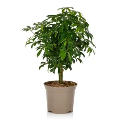 Schefflera - 17cm -The Green Bulbs Sales 14616660 1105054817798813