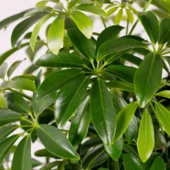 Schefflera - 17cm -The Green Bulbs Sales 14616660 1275054817936558