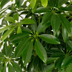 Schefflera - 17cm -The Green Bulbs Sales 14616660 1335054817862611