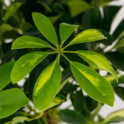 Schefflera - 17cm -The Green Bulbs Sales 14616660 1545054817728967