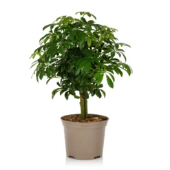 Schefflera - 17cm -The Green Bulbs Sales 14616660 1955054817829491