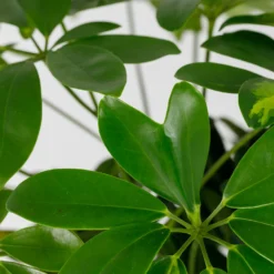 Schefflera - 17cm -The Green Bulbs Sales 14616660 4995054817764004