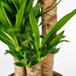 Yucca 21cm 5 Yucca 21cm -The Green Bulbs Sales 14616662 1375054818312638