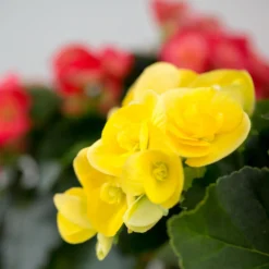 Gift Wrapped Begonia - 12cm -The Green Bulbs Sales 14703956 9665056339496391